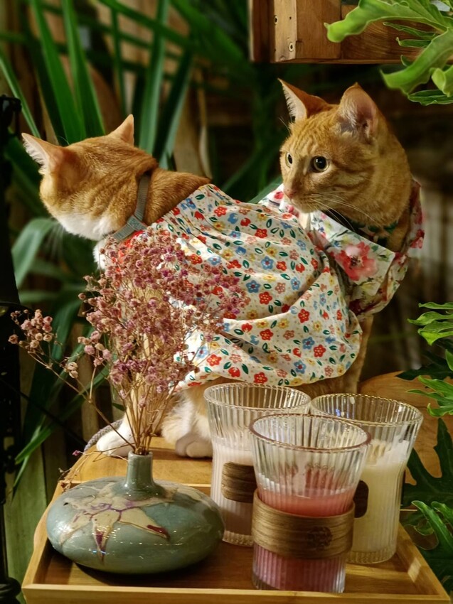 388874.jpg - 【花蓮市區】河南扯麵推超級美味番茄蛋麵+又一村檜好了咖啡館。寵物友善店家