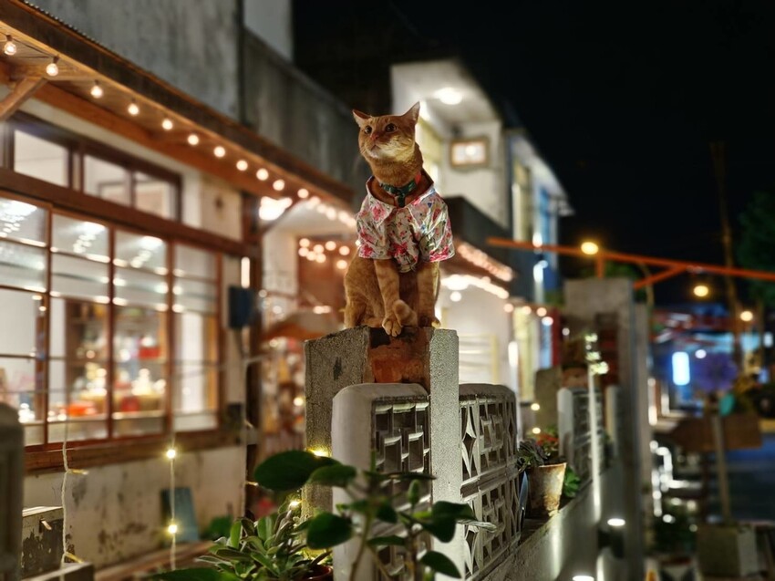 387970.jpg - 【花蓮市區】河南扯麵推超級美味番茄蛋麵+又一村檜好了咖啡館。寵物友善店家