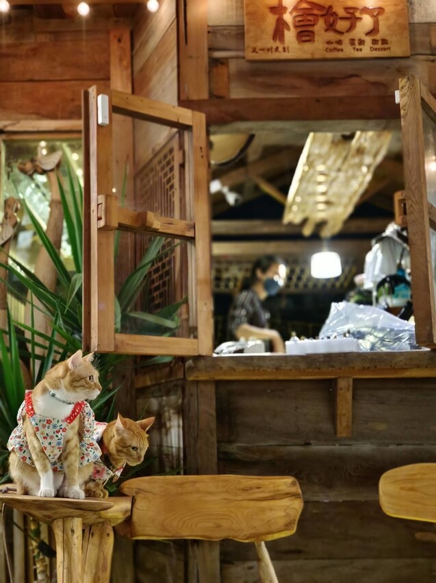 387973.jpg - 【花蓮市區】河南扯麵推超級美味番茄蛋麵+又一村檜好了咖啡館。寵物友善店家