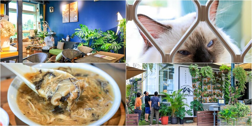 【宜蘭景點】太平山下史忽仔Cafe，香港人開的貓咪咖啡館