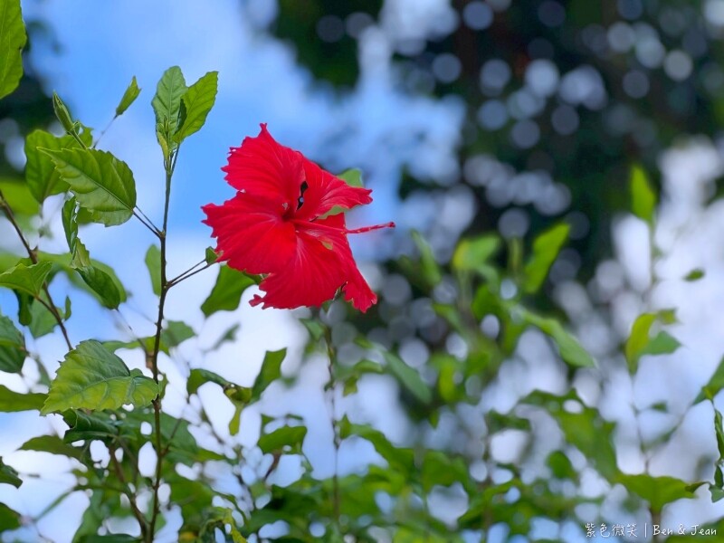 葉子秘境 森林系Villa》佔地1.2萬坪森林系住宿，新型態輕奢華免搭帳露營，一泊二食、獨立衛浴超享受、房內