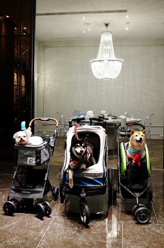 新莊美食推薦,新莊典華濤濤海鮮蒸氣鍋,新鮮海鮮、現蒸現吃,C