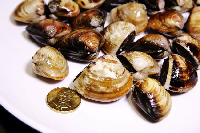 新莊美食推薦,新莊典華濤濤海鮮蒸氣鍋,新鮮海鮮、現蒸現吃,C