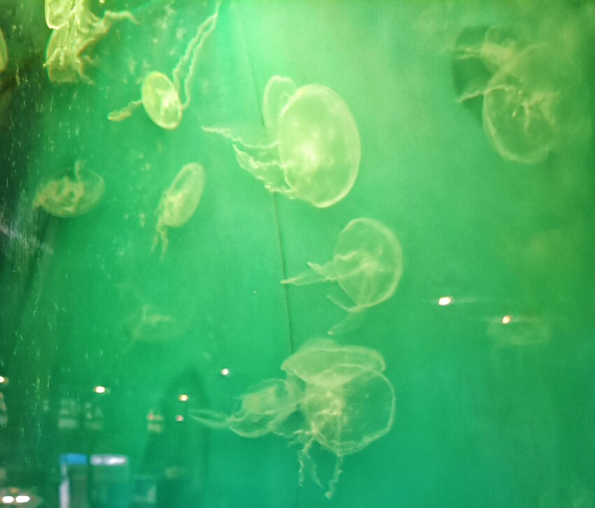 新竹美食山上走走推薦！實測1580無菜單料理，頂級燒肉夢幻水母缸陪吃。