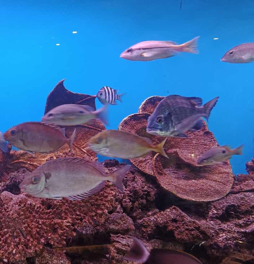 新竹美食山上走走推薦！實測1580無菜單料理，頂級燒肉夢幻水母缸陪吃。