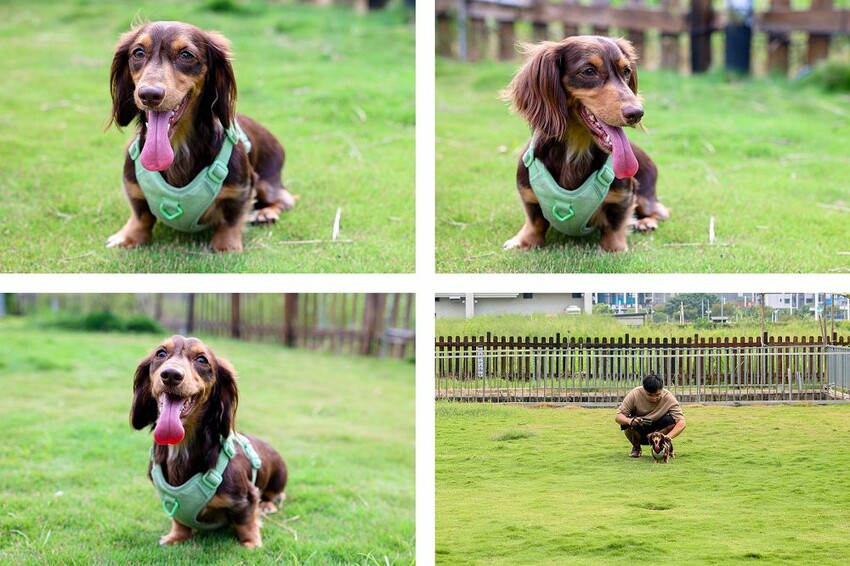 帶狗狗一起去台式熱炒寵物友善餐廳,還有超大草坪可以跑跳放風,重點開到晚上23:00,晚上肚子餓救星,台中野沐私房菜