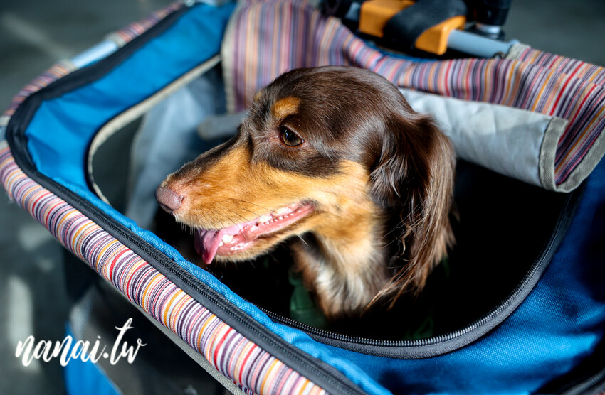 帶狗狗一起去台式熱炒寵物友善餐廳,還有超大草坪可以跑跳放風,重點開到晚上23:00,晚上肚子餓救星,台中野沐私房菜