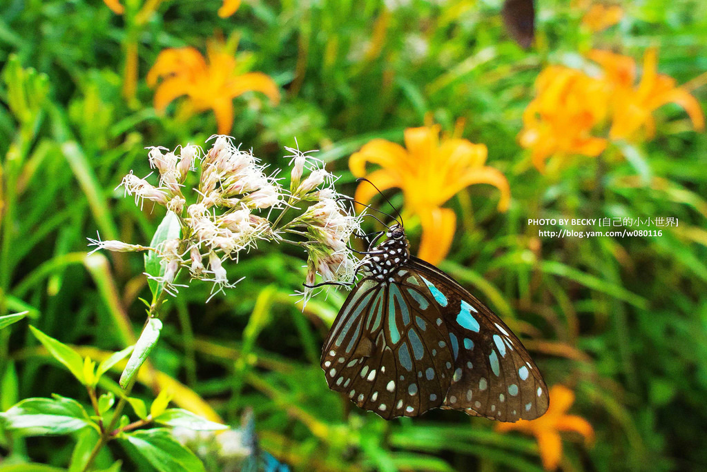 2014.Aug Hualien landscape