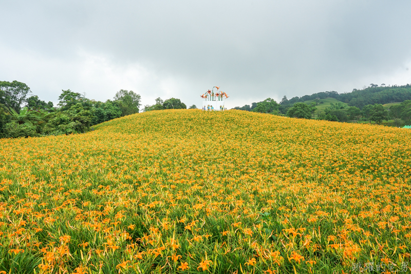 [花蓮金針花季]2019赤科山金針花-金黃色地毯鋪滿山頭 還有很多花沒開 20190820花況 花蓮一日行程推薦 大推原饗屋炸牛蒡 嘉茗茶園 毫香碧綠茶 花蓮vlog