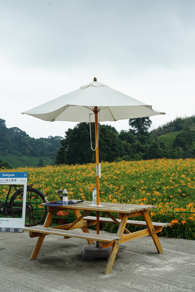 [花蓮金針花季]2019赤科山金針花-金黃色地毯鋪滿山頭 還有很多花沒開 20190820花況 花蓮一日行程推薦 大推原饗屋炸牛蒡 嘉茗茶園 毫香碧綠茶 花蓮vlog