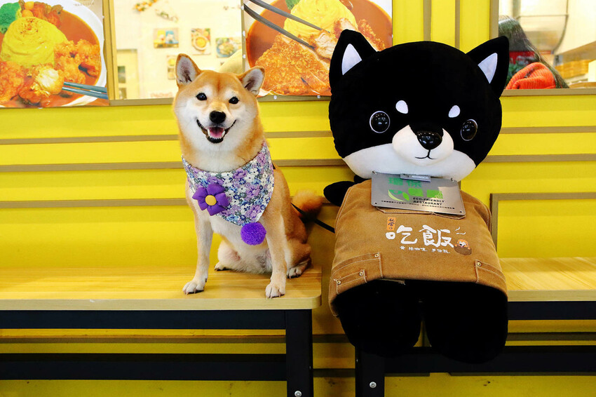 私嚐の吃飯北大店。三峽寵物餐廳推薦,超好吃唐揚雞有層次的咖哩