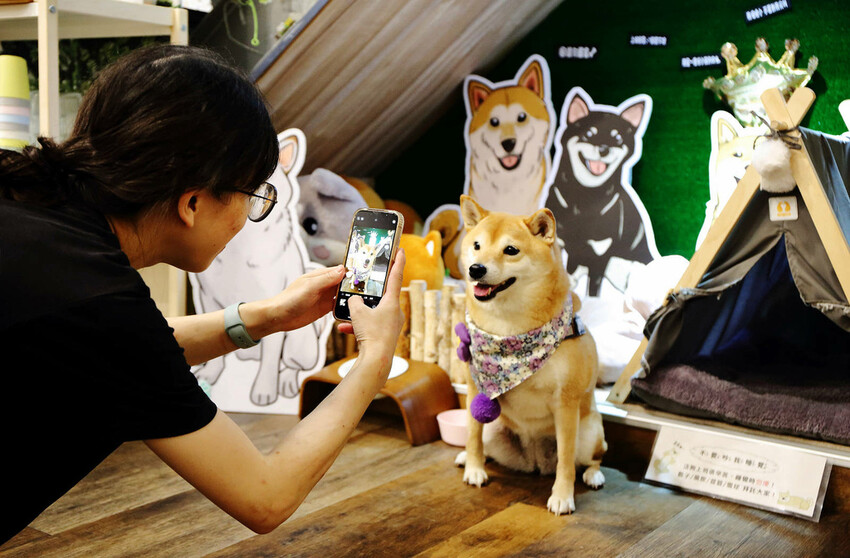 私嚐の吃飯北大店。三峽寵物餐廳推薦,超好吃唐揚雞有層次的咖哩