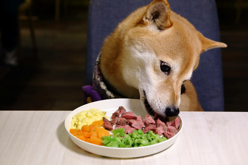 私嚐の吃飯北大店。三峽寵物餐廳推薦,超好吃唐揚雞有層次的咖哩