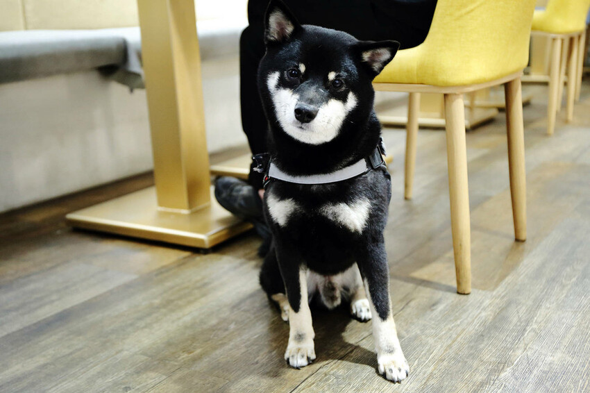 私嚐の吃飯北大店。三峽寵物餐廳推薦,超好吃唐揚雞有層次的咖哩