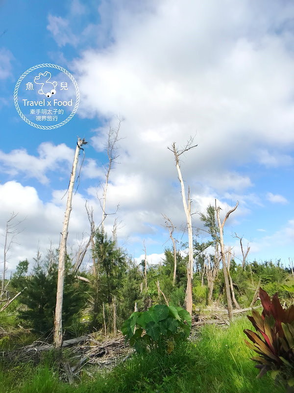 【遊】台東森林公園（琵琶湖、海濱公園），絕美自行車道，騎車觀景好悠閒～ @魚兒 x 牽手明太子的「視」界旅行