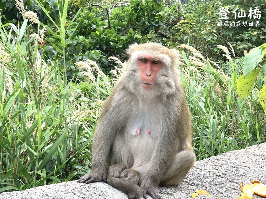 台東登仙橋遊憩區賞獼猴！泰源幽谷路邊猴子軍團出沒！近距離看可愛台灣獼猴！ @猴屁的異想世界