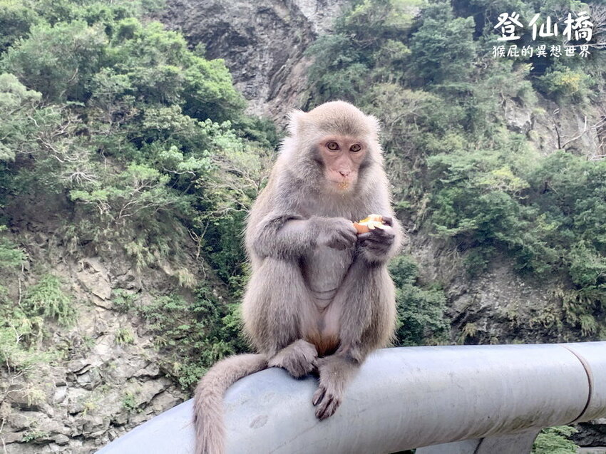 台東登仙橋遊憩區賞獼猴！泰源幽谷路邊猴子軍團出沒！近距離看可愛台灣獼猴！ @猴屁的異想世界