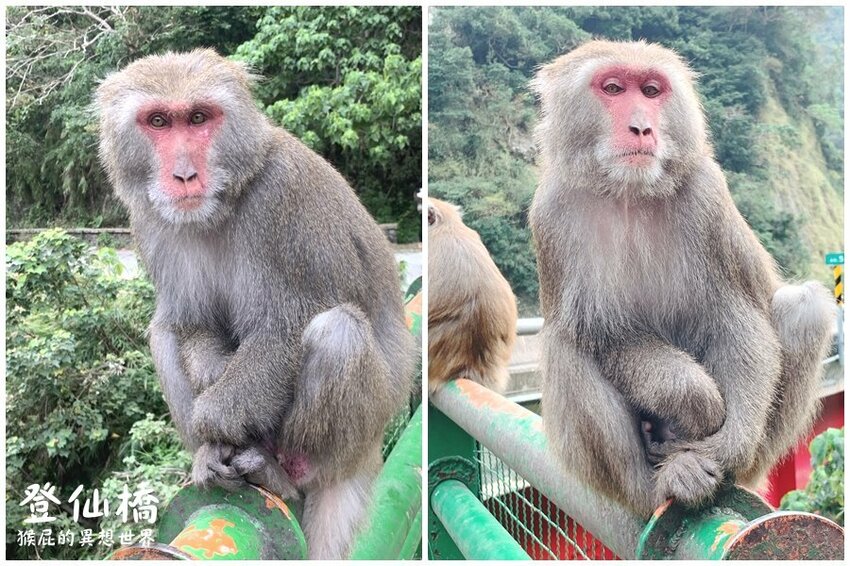 台東登仙橋遊憩區賞獼猴！泰源幽谷路邊猴子軍團出沒！近距離看可愛台灣獼猴！ @猴屁的異想世界