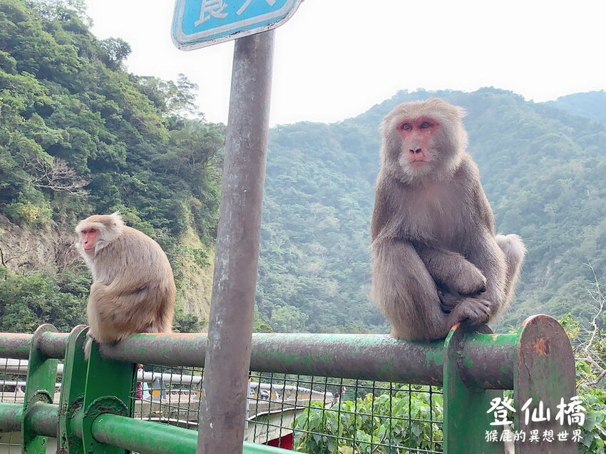 台東登仙橋遊憩區賞獼猴！泰源幽谷路邊猴子軍團出沒！近距離看可愛台灣獼猴！ @猴屁的異想世界