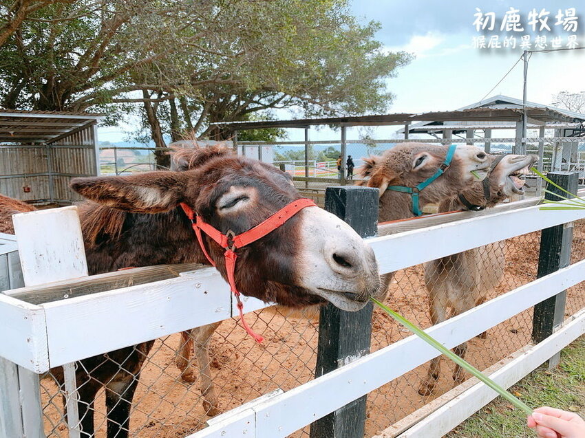 台東登仙橋遊憩區賞獼猴！泰源幽谷路邊猴子軍團出沒！近距離看可愛台灣獼猴！ @猴屁的異想世界