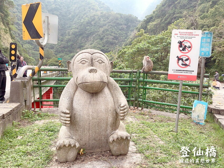 台東登仙橋遊憩區賞獼猴！泰源幽谷路邊猴子軍團出沒！近距離看可愛台灣獼猴！ @猴屁的異想世界