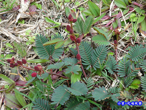 台東-石雨傘遊憩區含羞草 (2).jpg
