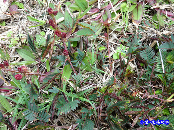 台東-石雨傘遊憩區含羞草 (1).jpg