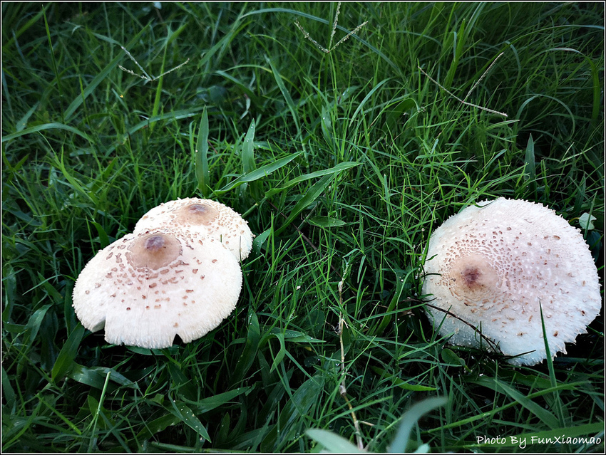 南寮波光市集 - 030.jpg