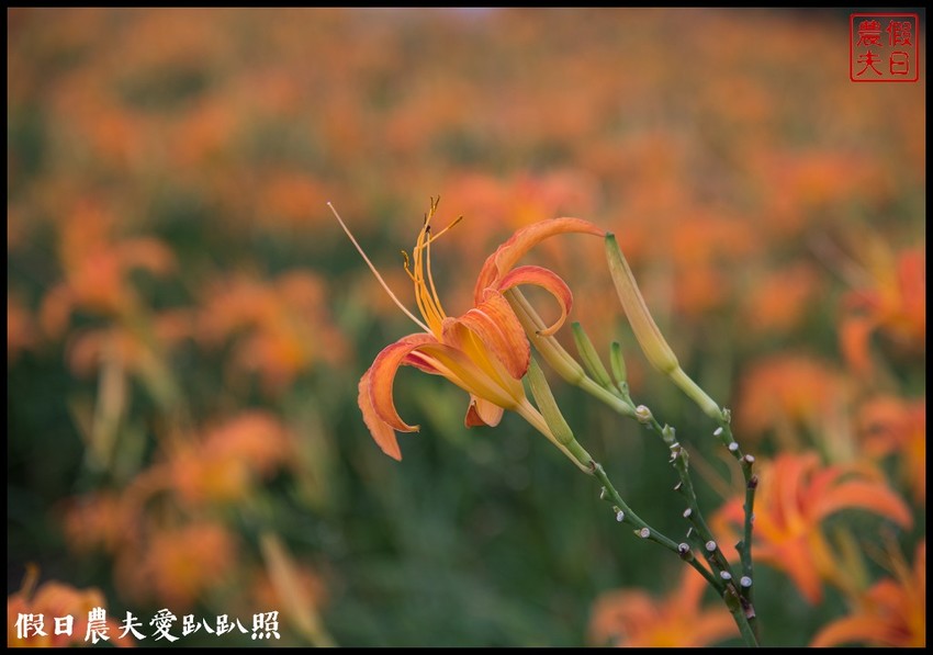 台東景點|太麻里金針山．季節限定的美麗/曙光渡假酒店/半日遊/一日遊