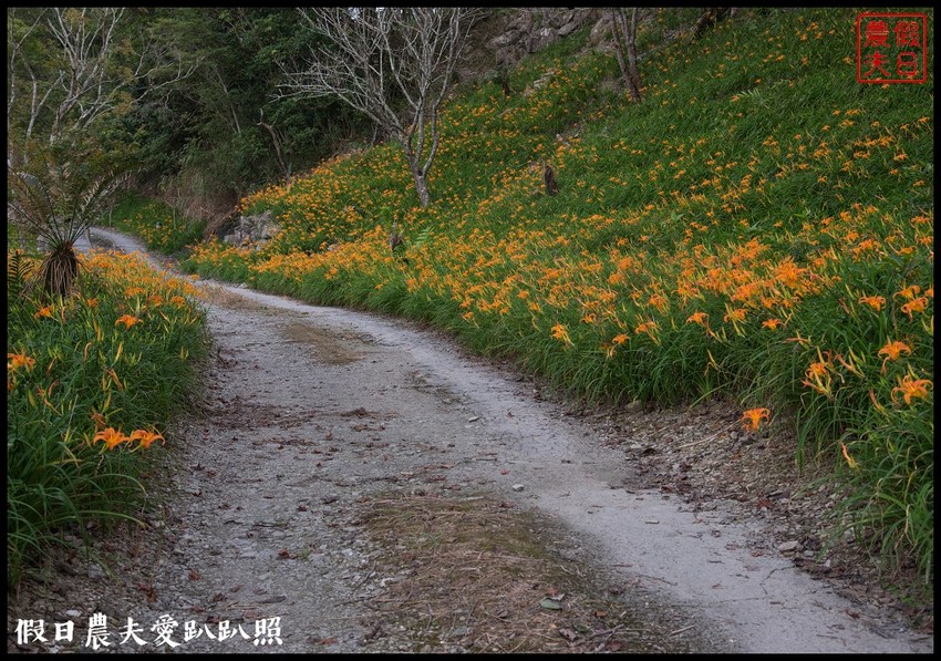 台東景點|太麻里金針山．季節限定的美麗/曙光渡假酒店/半日遊/一日遊