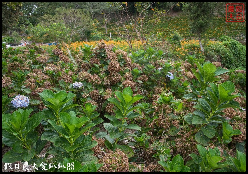台東景點|太麻里金針山．季節限定的美麗/曙光渡假酒店/半日遊/一日遊