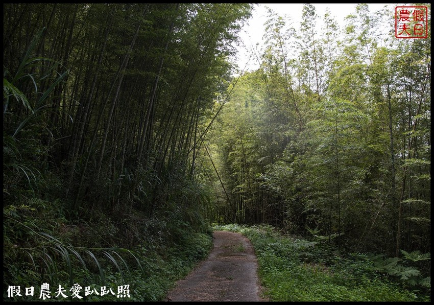 台東景點|太麻里金針山．季節限定的美麗/曙光渡假酒店/半日遊/一日遊