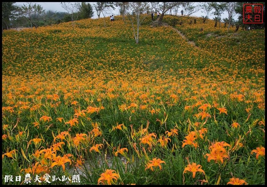台東景點|太麻里金針山．季節限定的美麗/曙光渡假酒店/半日遊/一日遊