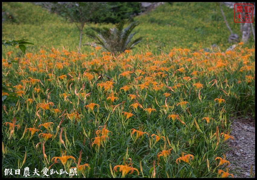台東景點|太麻里金針山．季節限定的美麗/曙光渡假酒店/半日遊/一日遊
