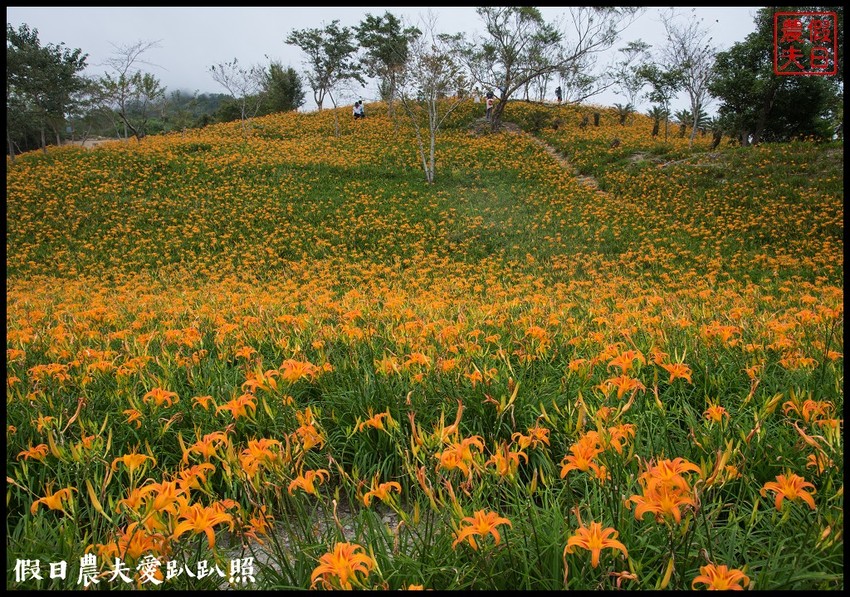 台東景點|太麻里金針山．季節限定的美麗/曙光渡假酒店/半日遊/一日遊