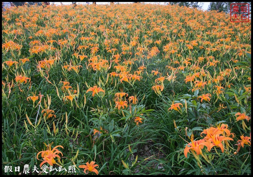 台東景點|太麻里金針山．季節限定的美麗/曙光渡假酒店/半日遊/一日遊