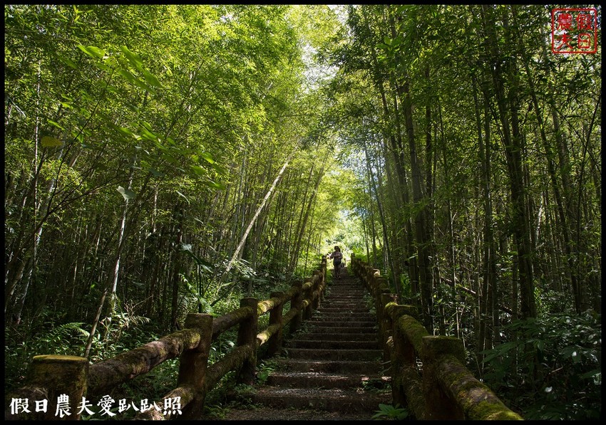台東景點|太麻里金針山．季節限定的美麗/曙光渡假酒店/半日遊/一日遊