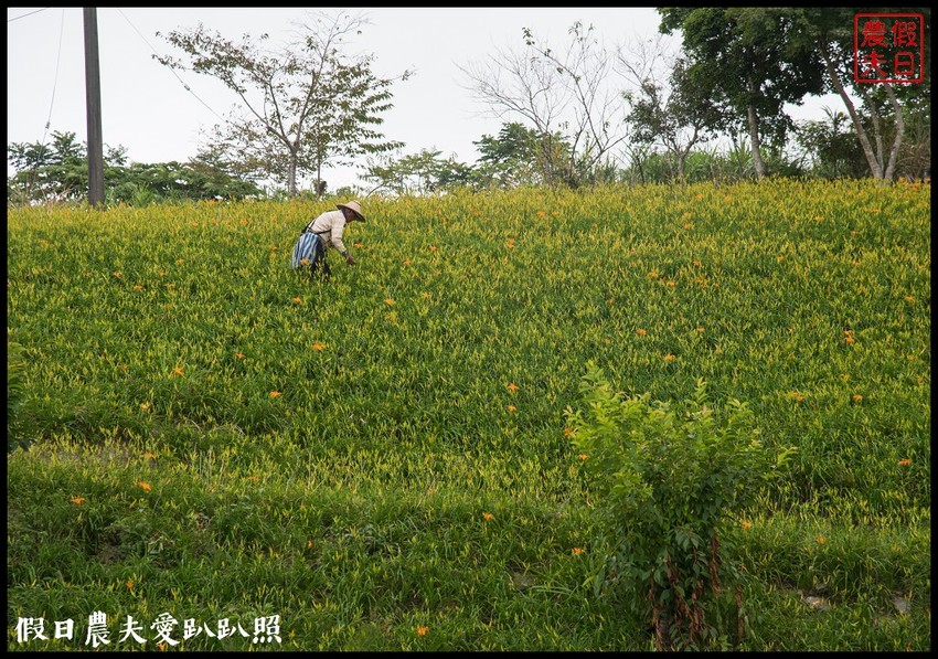 台東景點|太麻里金針山．季節限定的美麗/曙光渡假酒店/半日遊/一日遊