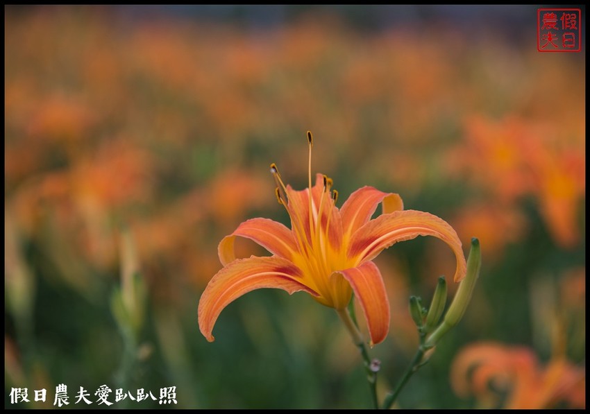 台東景點|太麻里金針山．季節限定的美麗/曙光渡假酒店/半日遊/一日遊
