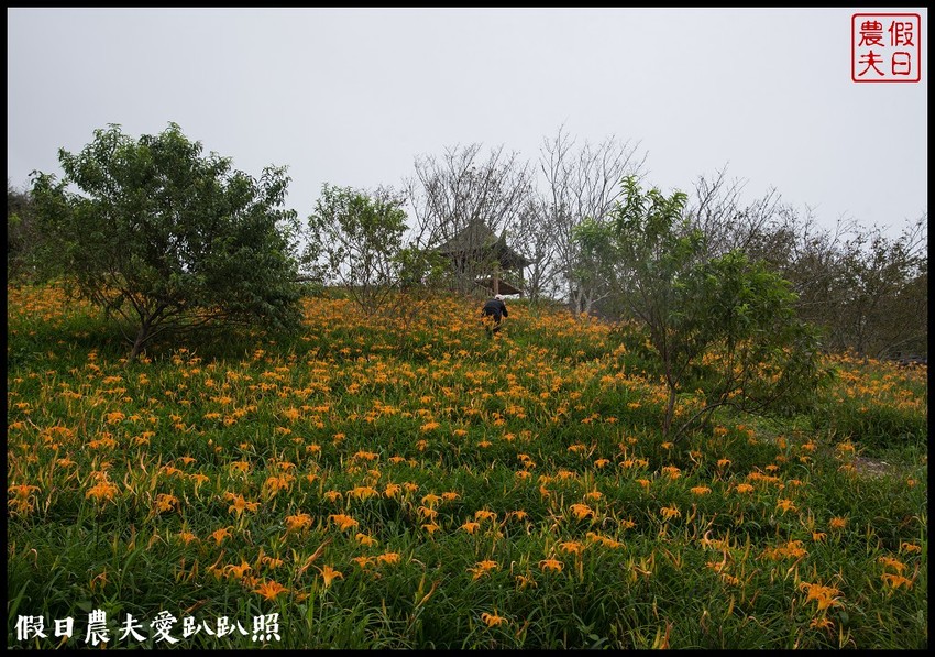 台東景點|太麻里金針山．季節限定的美麗/曙光渡假酒店/半日遊/一日遊