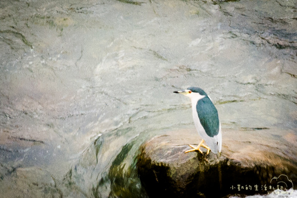 坪林一日遊 坪林茶業博物館 親水吊橋 藍色拱橋