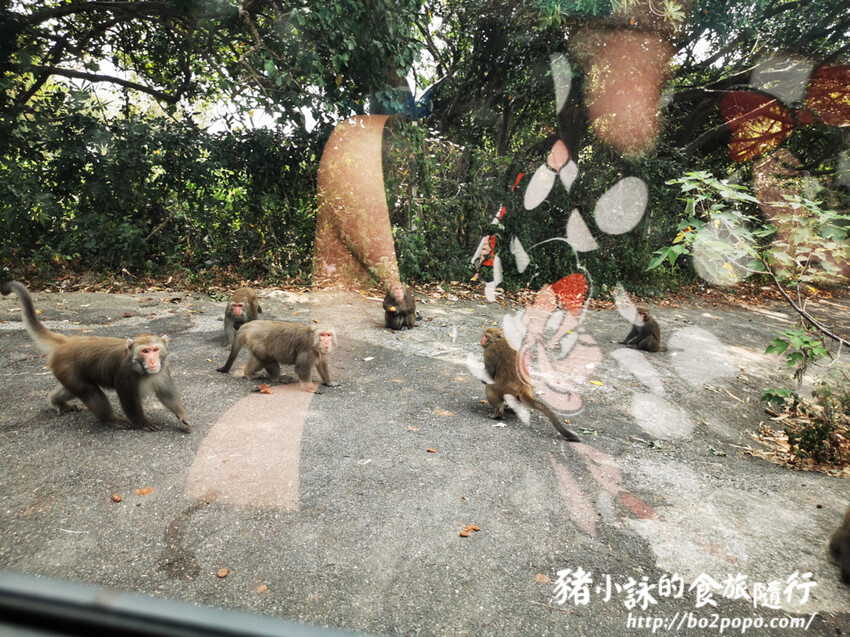 高雄。鼓山》西子灣大碗公。海岸咖啡(西子灣看海景)