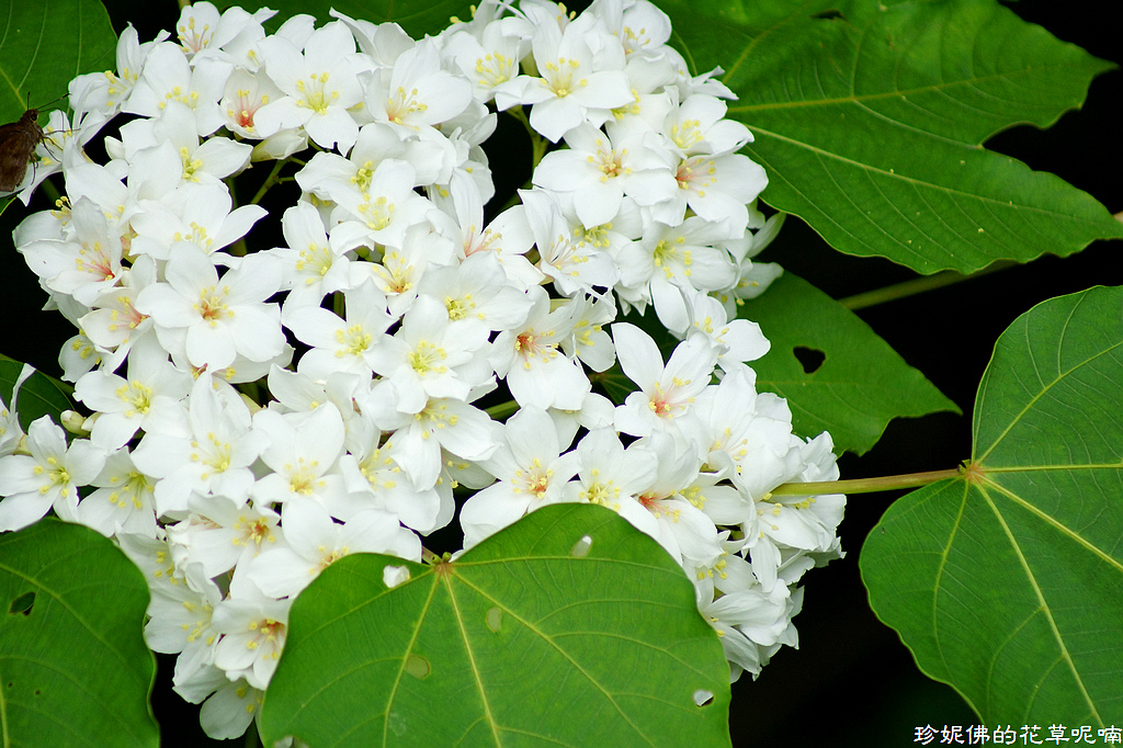 【新北-土城区】2018新北市客家桐花祭:承天禅寺&桐花公园