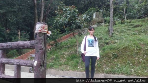承天禪寺:土城承天禪寺油桐花步道