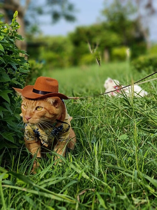 364856.jpg - 【屏東.小琉球】寵物友善住宿。地中海海景民宿。早餐吃到飽+草皮超美+無敵海景+網美泳池