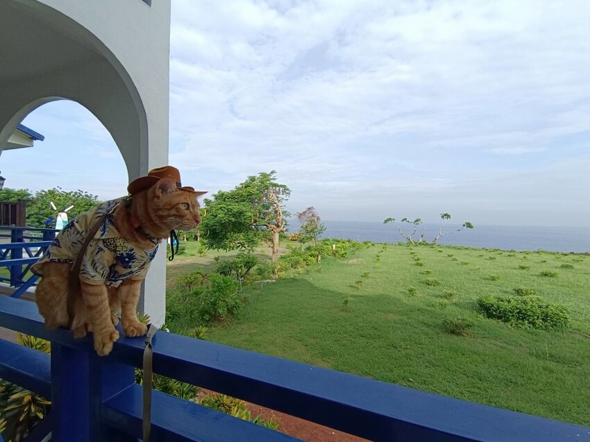 364868.jpg - 【屏東.小琉球】寵物友善住宿。地中海海景民宿。早餐吃到飽+草皮超美+無敵海景+網美泳池