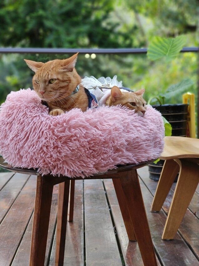 44355.jpg - 【新竹.尖石】日見森嵐景觀餐廳。寵物友善可落地。火鍋+簡餐+咖啡+戶外空間超美