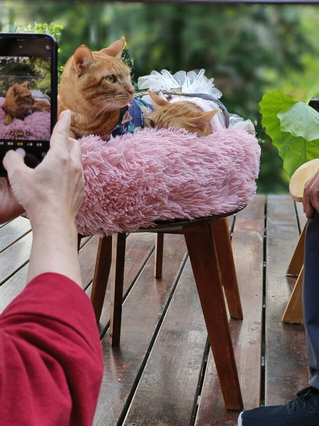 44356.jpg - 【新竹.尖石】日見森嵐景觀餐廳。寵物友善可落地。火鍋+簡餐+咖啡+戶外空間超美