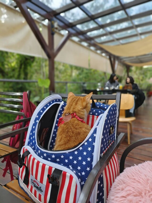 44371.jpg - 【新竹.尖石】日見森嵐景觀餐廳。寵物友善可落地。火鍋+簡餐+咖啡+戶外空間超美