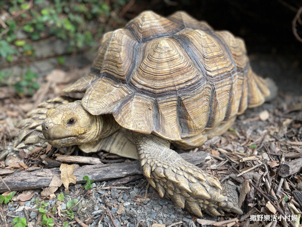 有溫度的生活小販所【ㄊㄡㄊㄡ來】冬山咖啡民宿|下午茶|甜點手